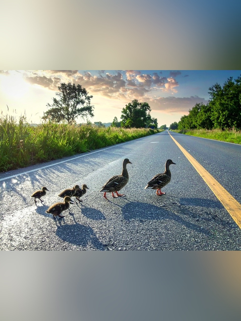 Duck Family Road Crossing Wall Art - Blue & Green Photography Print